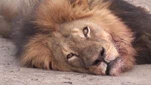 cecil celebre lion zimbabwe